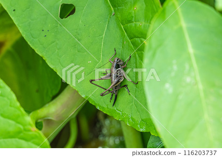 A female hawkweed on a leaf A female hawkweed on a leaf 116203737