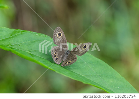 Ypthima argus 116203754