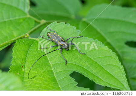 Kiboshikamikiri 116203755