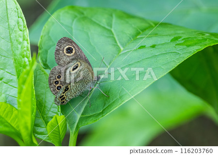 Ypthima argus 116203760