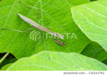 Mantis larva 116203762