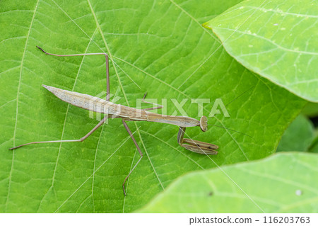Mantis larva 116203763