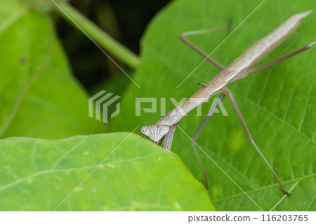 Mantis larva 116203765