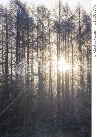 The morning sun shining through the frosty forest The morning sun shining through the frosty forest 116203770