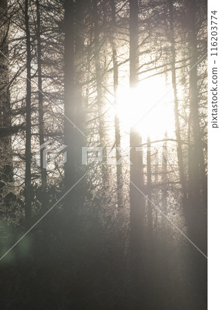 The morning sun shining through the frosty forest 116203774