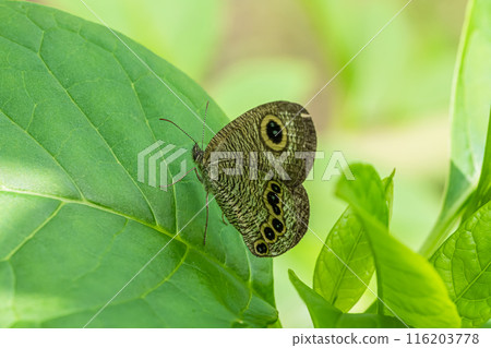 Ypthima argus Ypthima argus 116203778