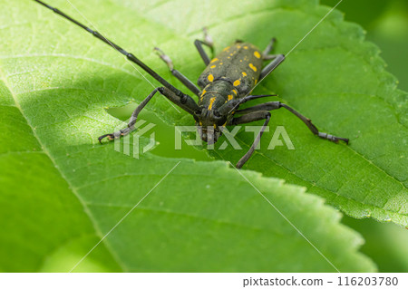 Kiboshikamikiri Kiboshikamikiri 116203780