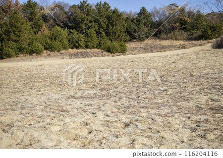 總江沙丘 總江沙丘 116204116