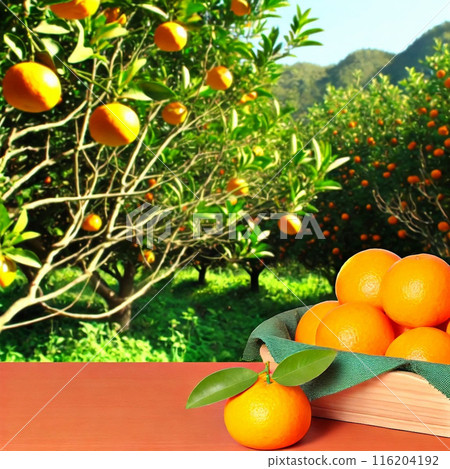 生長在橘子田裡的新鮮橘子 116204192