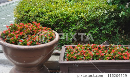 summer begonia 116204329