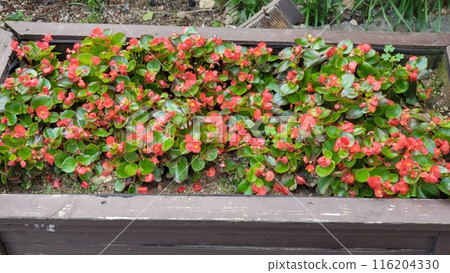 summer begonia 116204330