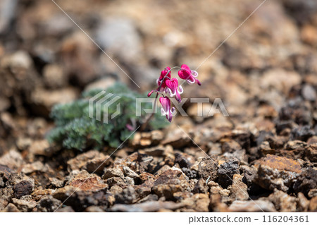 高山植物Coxa的女王 116204361