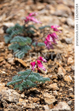 高山植物Coxa的女王 116204364