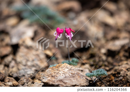 Queen of alpine plant Coxa Queen of alpine plant Coxa 116204366