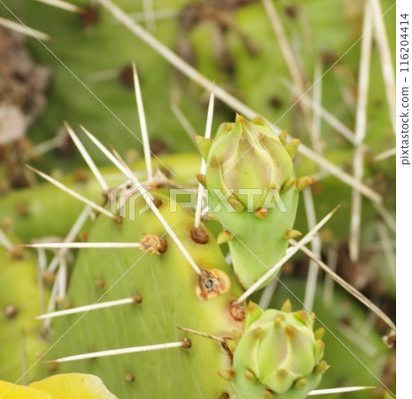 仙人掌的長刺和芽 116204414