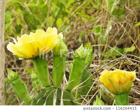 仙人掌黃花和芽的特寫 116204415