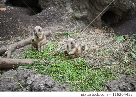 Prairie Dogs, Ueno Zoo Prairie Dogs, Ueno Zoo 116204432