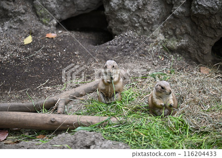 Prairie Dogs, Ueno Zoo Prairie Dogs, Ueno Zoo 116204433