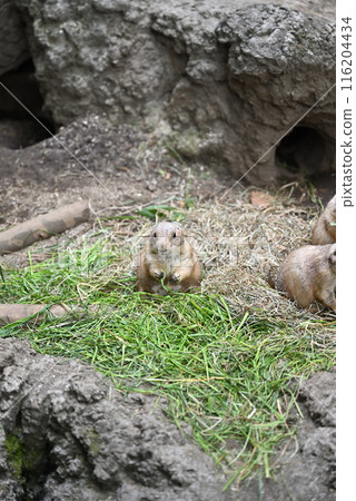 草原土撥鼠，上野動物園 116204434
