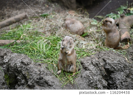 Prairie Dogs, Ueno Zoo 116204438