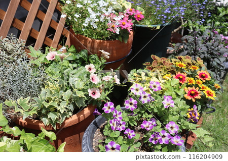 Colorful summer flower arrangements and pots Colorful summer flower arrangements and pots 116204909