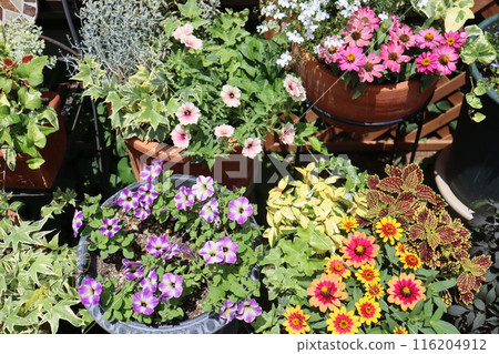 Colorful flowers and pots 116204912