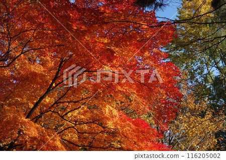 Autumn sky and autumn leaves Autumn sky and autumn leaves 116205002