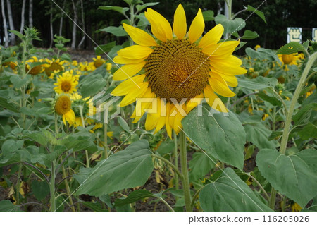 Landscape with summer flowers 116205026