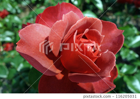A red rose A red rose 116205031