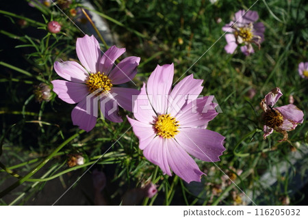 Cosmos sunbathing Cosmos sunbathing 116205032