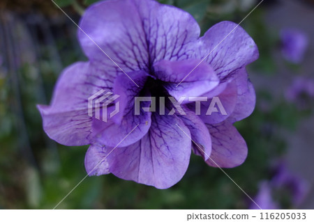 Pansies with purple flowers Pansies with purple flowers 116205033