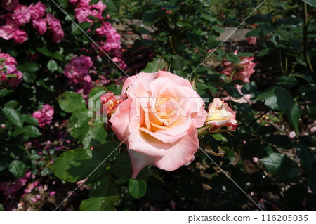 Beautiful roses in the midst of greenery Beautiful roses in the midst of greenery 116205035