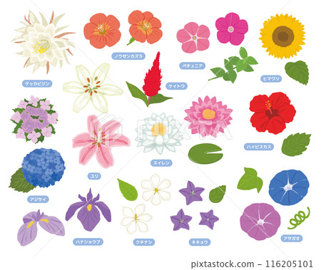 夏天花集 116205101