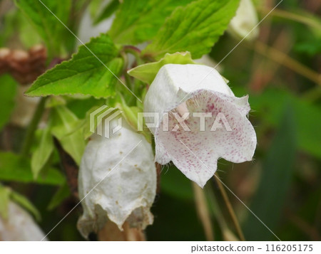 Flower bamboo flower 116205175