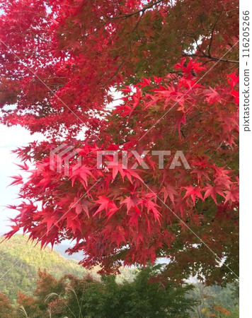 秋天的樹葉 秋天的樹葉 116205266