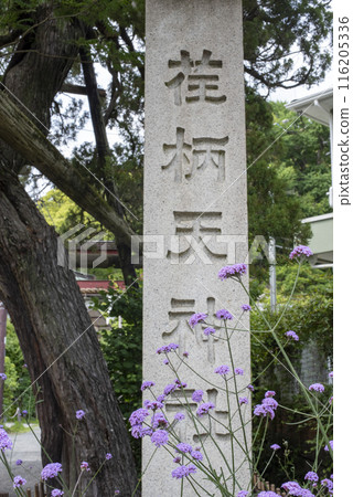 鎌倉 246 江良天神社 1 馬鞭草 116205336