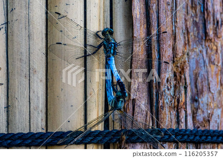 椰子殼 椰子殼 116205357