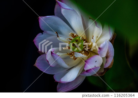 A lotus A lotus 116205364
