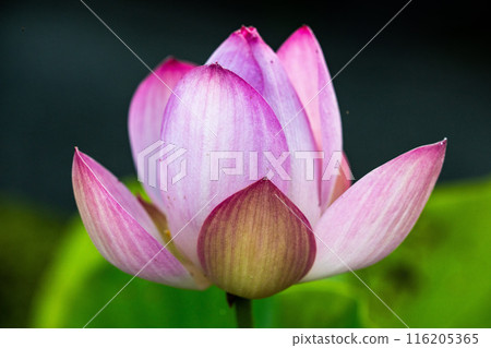 A lotus A lotus 116205365