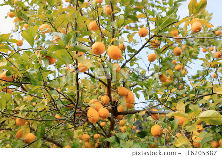 Good harvest lemon fruit 116205387