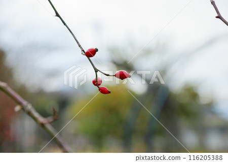 Rosehip Rosehip Rosehip Rosehip 116205388
