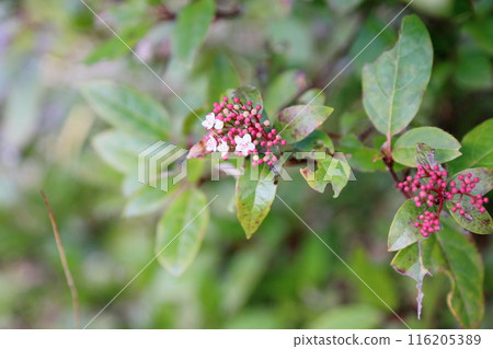 Vivanumu Tinus flowers Vivanumu Tinus flowers 116205389
