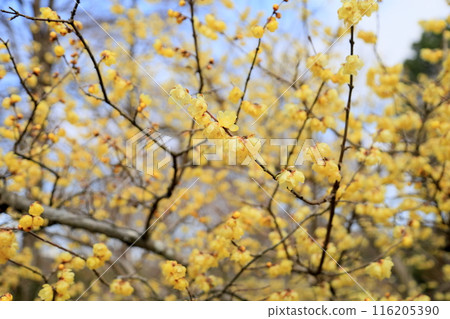 Wintersweet flowers in full bloom Wintersweet flowers in full bloom 116205390
