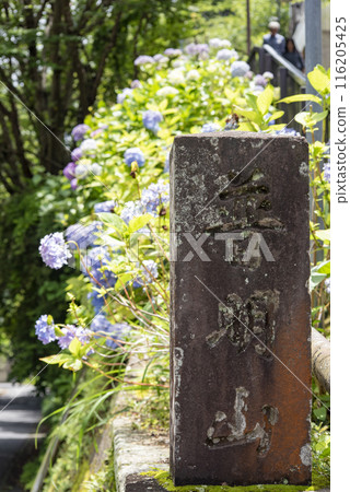 Kamakura 246 Jojuin Temple 3 Hydrangea 116205425