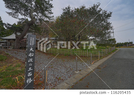 大船渡市的三面山茶花 大船渡市的三面山茶花 116205435