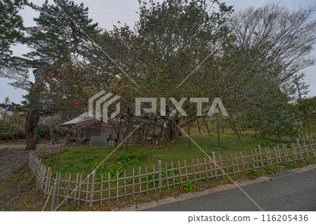 大船渡市的三面山茶花 大船渡市的三面山茶花 116205436