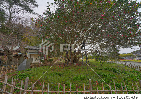 大船渡市的三面山茶花 大船渡市的三面山茶花 116205439