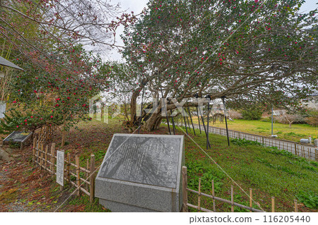 大船渡市的三面山茶花 大船渡市的三面山茶花 116205440