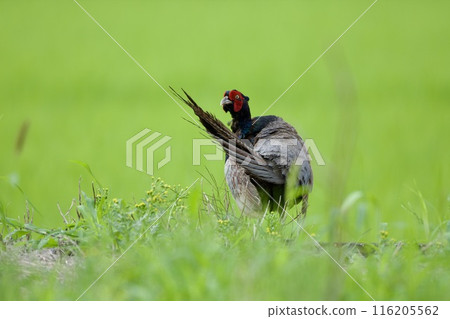 Pheasant pheasant / Japan Pheasant pheasant / Japan 116205562