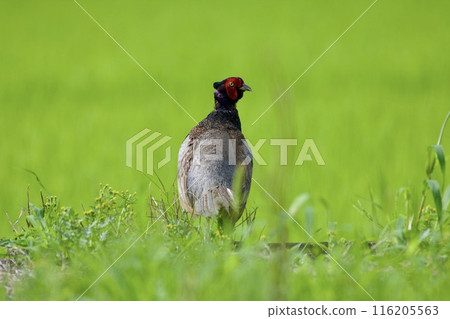 Pheasant pheasant / Japan 116205563